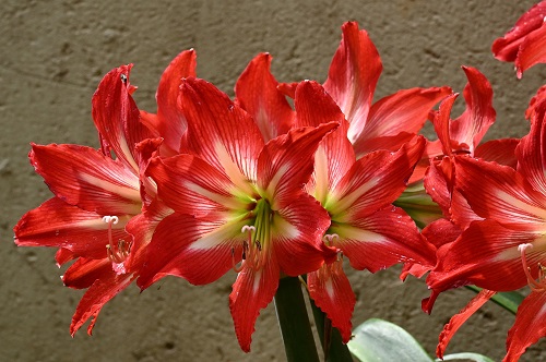 D amaryllis rredwhite.jpg